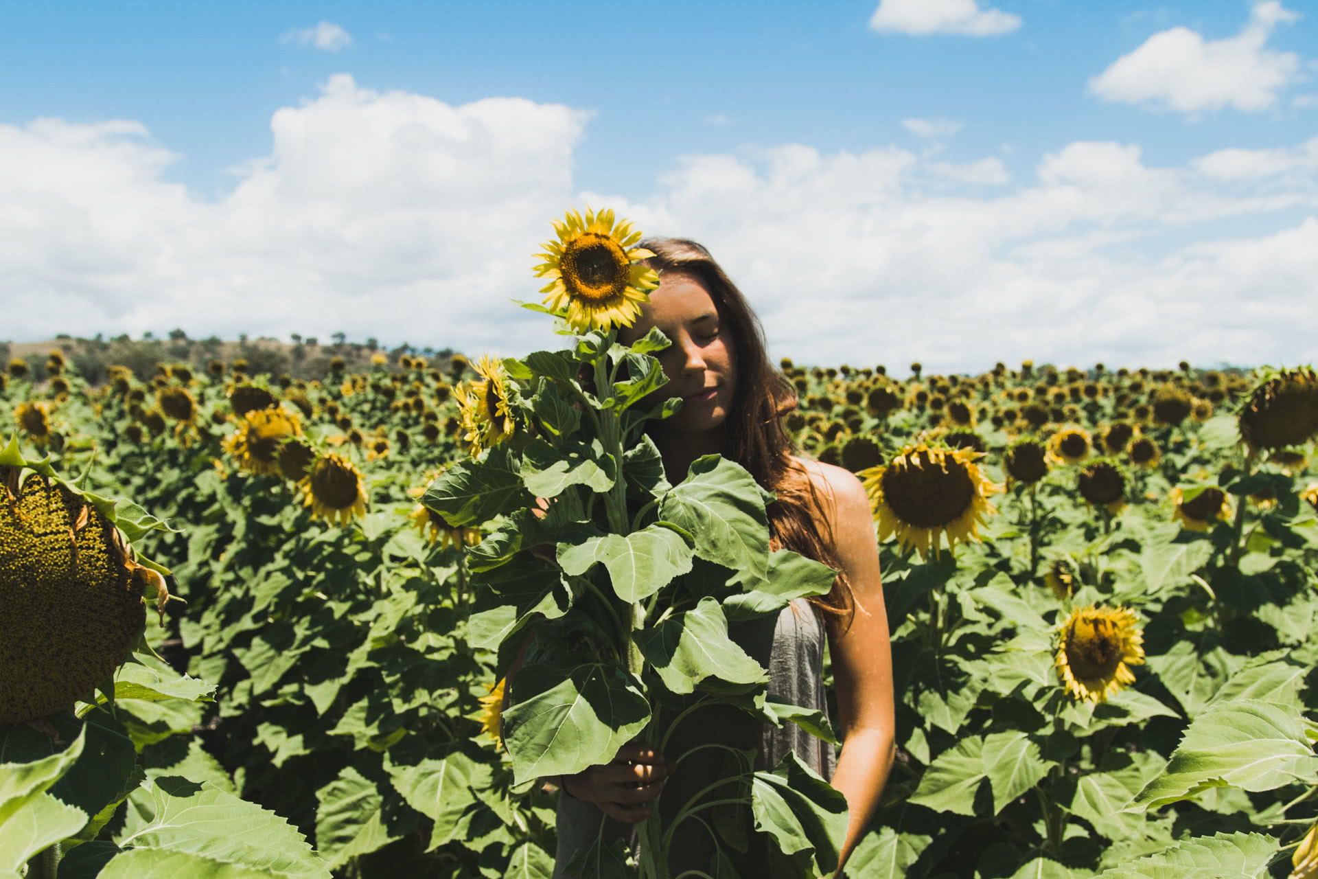 Sunflower Field Frolicking at Liverpool Plains (NSW)
