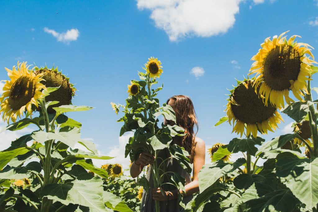 Sunflower Field Frolicking at Liverpool Plains (NSW)