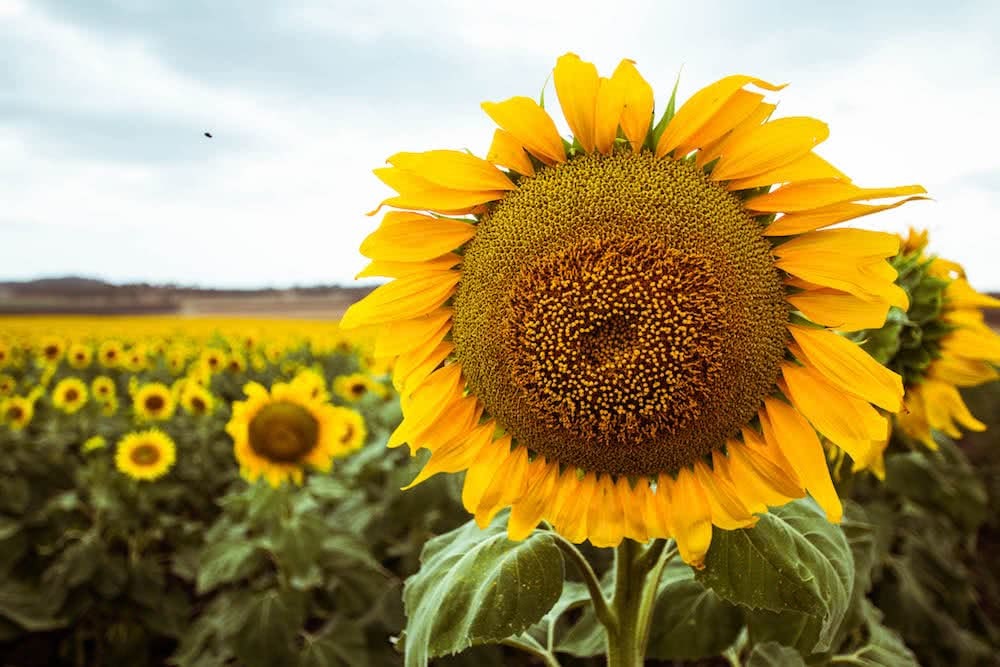 Sunflower Fields Forever // Southern Queensland We Are Explorers