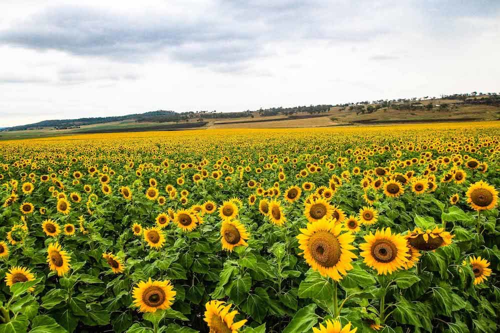 Sunflower Fields Forever // Southern Queensland We Are Explorers