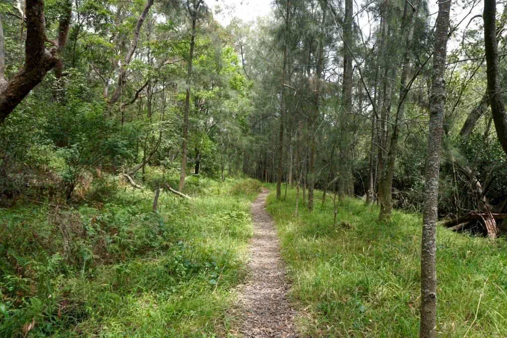 Kayak in Lane Cove National Park to Escape The CBD We Are Explorers