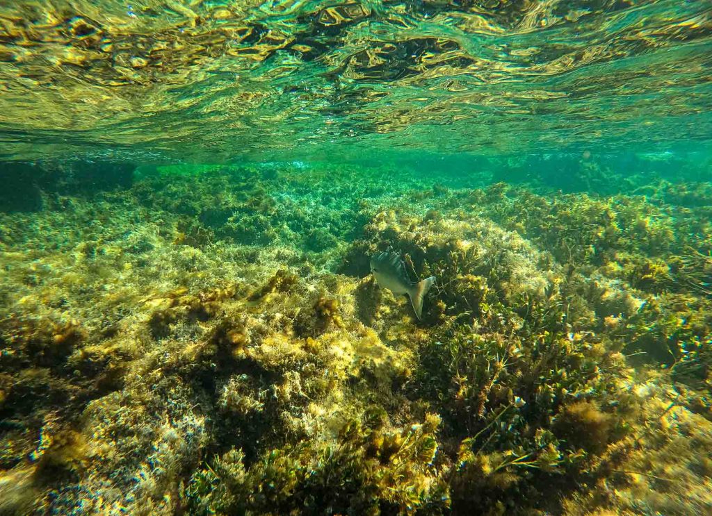 Snorkelling Perth 10 Best Snorkel Spots in Perth We Are Explorers