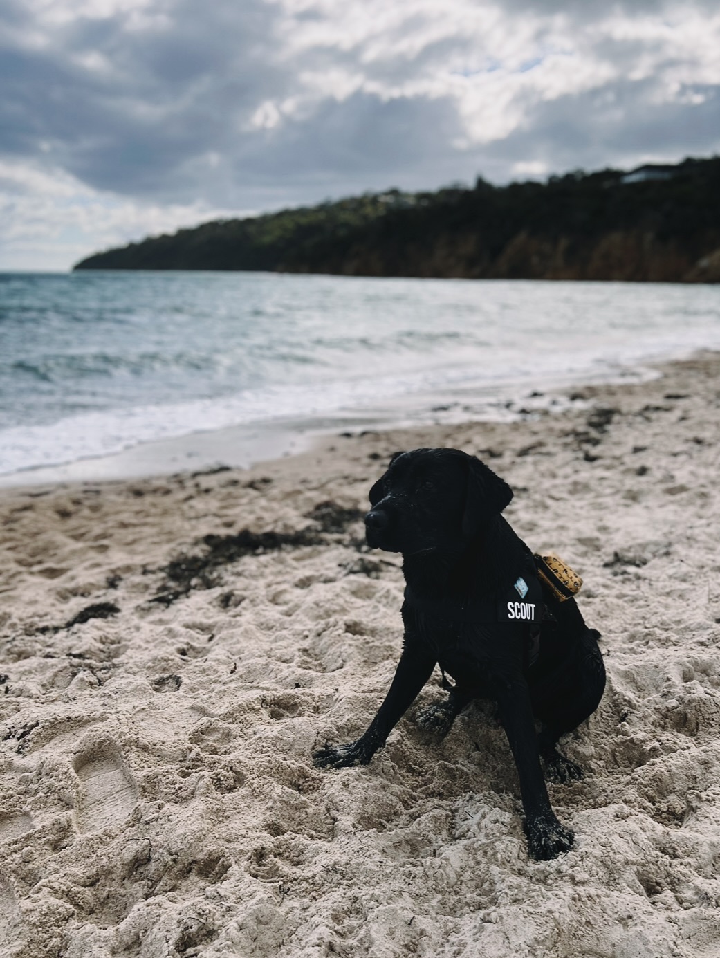 7 Dog Friendly Walks in Mornington Peninsula in 2023 We Are Explorers