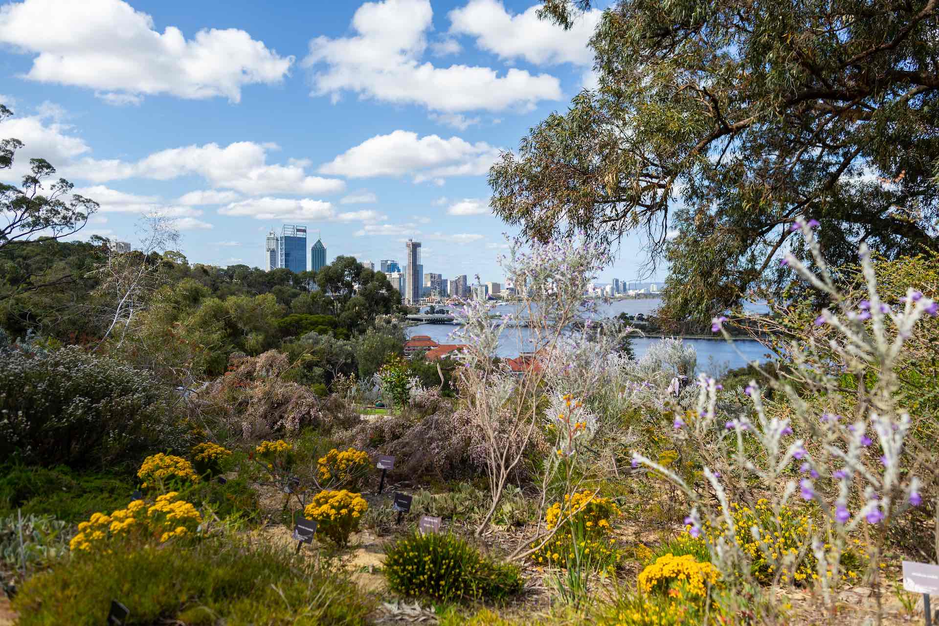 Where to Find Wildflowers Near Perth We Are Explorers